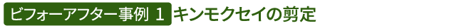 ビフォーアフター事例1(キンモクセイの剪定)