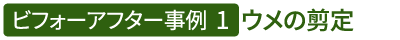 ビフォーアフター事例1(ウメの剪定)