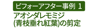 ビフォーアフター事例1（アオシダレモミジ(青枝垂れ紅葉)の剪定）