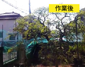 ビフォーアフター事例1（アオシダレモミジ(青枝垂れ紅葉)の剪定）作業後