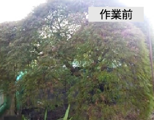 ビフォーアフター事例1（アオシダレモミジ(青枝垂れ紅葉)の剪定）作業前