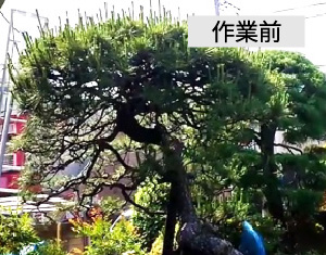 ビフォーアフター事例2（アカマツ(赤松)の剪定）作業前