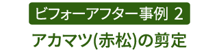 ビフォーアフター事例2（アカマツ(赤松)の剪定）