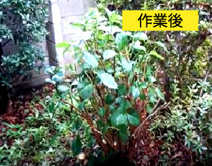 ビフォーアフター事例3（アジサイ(紫陽花)の剪定）作業後