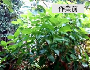 ビフォーアフター事例3（アジサイ(紫陽花)の剪定）作業前