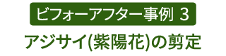 ビフォーアフター事例3（アジサイ(紫陽花)の剪定）