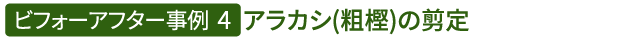 ビフォーアフター事例4（アラカシ(粗樫)の剪定）