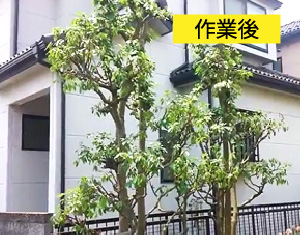 ビフォーアフター事例4（アラカシ(粗樫)の剪定）作業後