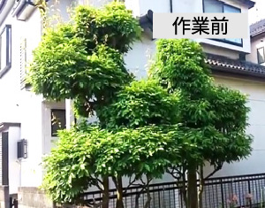 ビフォーアフター事例4（アラカシ(粗樫)の剪定）作業前
