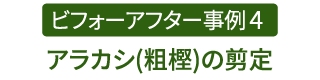 ビフォーアフター事例4（アラカシ(粗樫)の剪定）