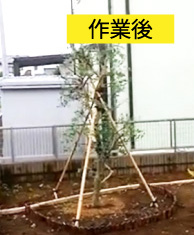 ビフォーアフター事例5（オリーブ(橄欖)の剪定）作業後