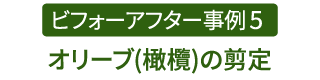 ビフォーアフター事例5（オリーブ(橄欖)の剪定）