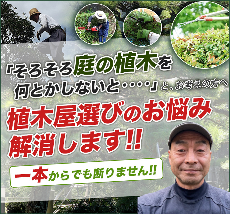 鎌倉市、逗子市、葉山町 庭木・植木の 庭 杉や満