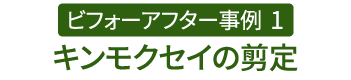 ビフォーアフター事例1（キンモクセイの剪定）