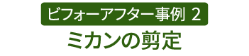 ビフォーアフター事例2（ミカンの剪定）