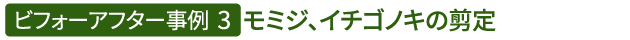 ビフォーアフター事例3（モミジ、イチゴノキの剪定）