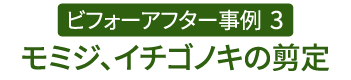 ビフォーアフター事例3（モミジ、イチゴノキの剪定）