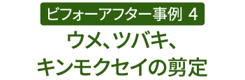 ビフォーアフター事例4（ウメ、ツバキ、キンモクセイの剪定）