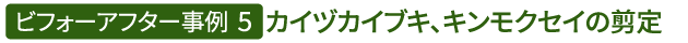 ビフォーアフター事例5（カイヅカイブキ、キンモクセイの剪定）