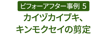 ビフォーアフター事例5（カイヅカイブキ、キンモクセイの剪定）