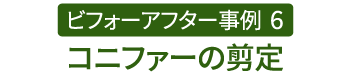 ビフォーアフター事例6（コニファーの剪定）