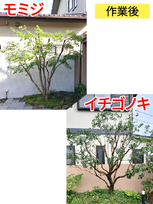 ビフォーアフター事例3（モミジ、イチゴノキの剪定）作業後