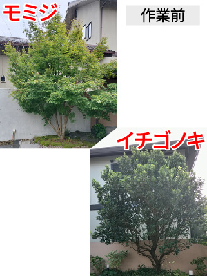 ビフォーアフター事例3（モミジ、イチゴノキの剪定）作業前