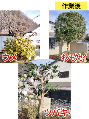 ビフォーアフター事例4（ウメ、ツバキ、キンモクセイの剪定）作業後