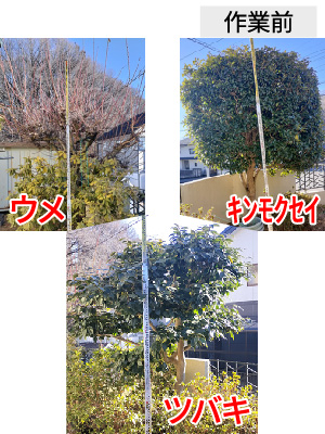 ビフォーアフター事例4（ウメ、ツバキ、キンモクセイの剪定）作業前