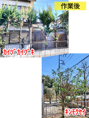 ビフォーアフター事例5（カイヅカイブキ、キンモクセイの剪定）作業後