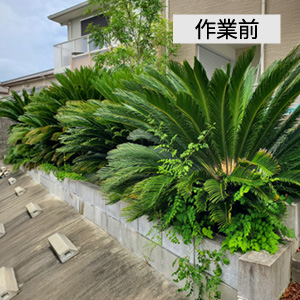 作業前の写真