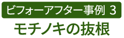 ビフォーアフター事例3（モチノキの抜根）