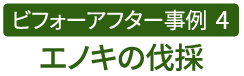 ビフォーアフター事例4（エノキの伐採）